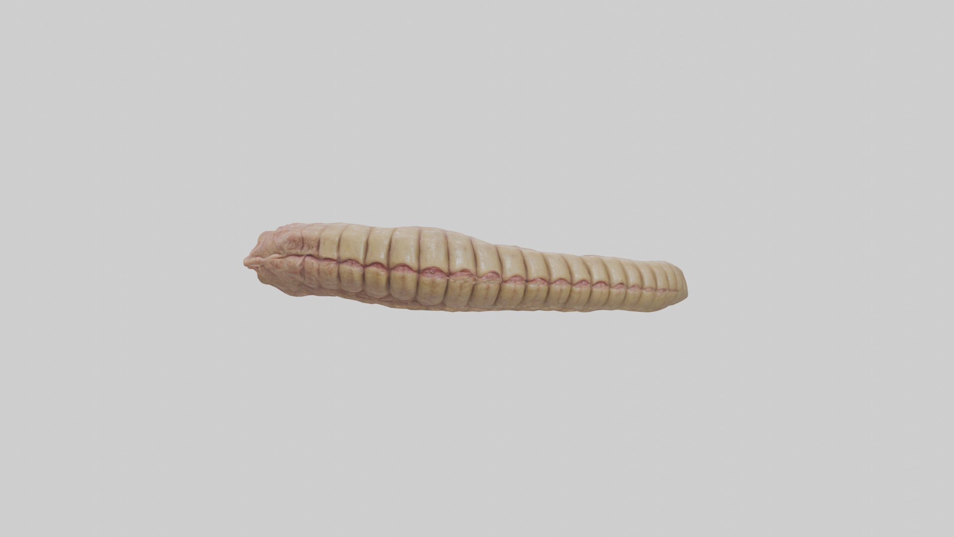 Crocodile Large Intestine Low-poly 3D model_20