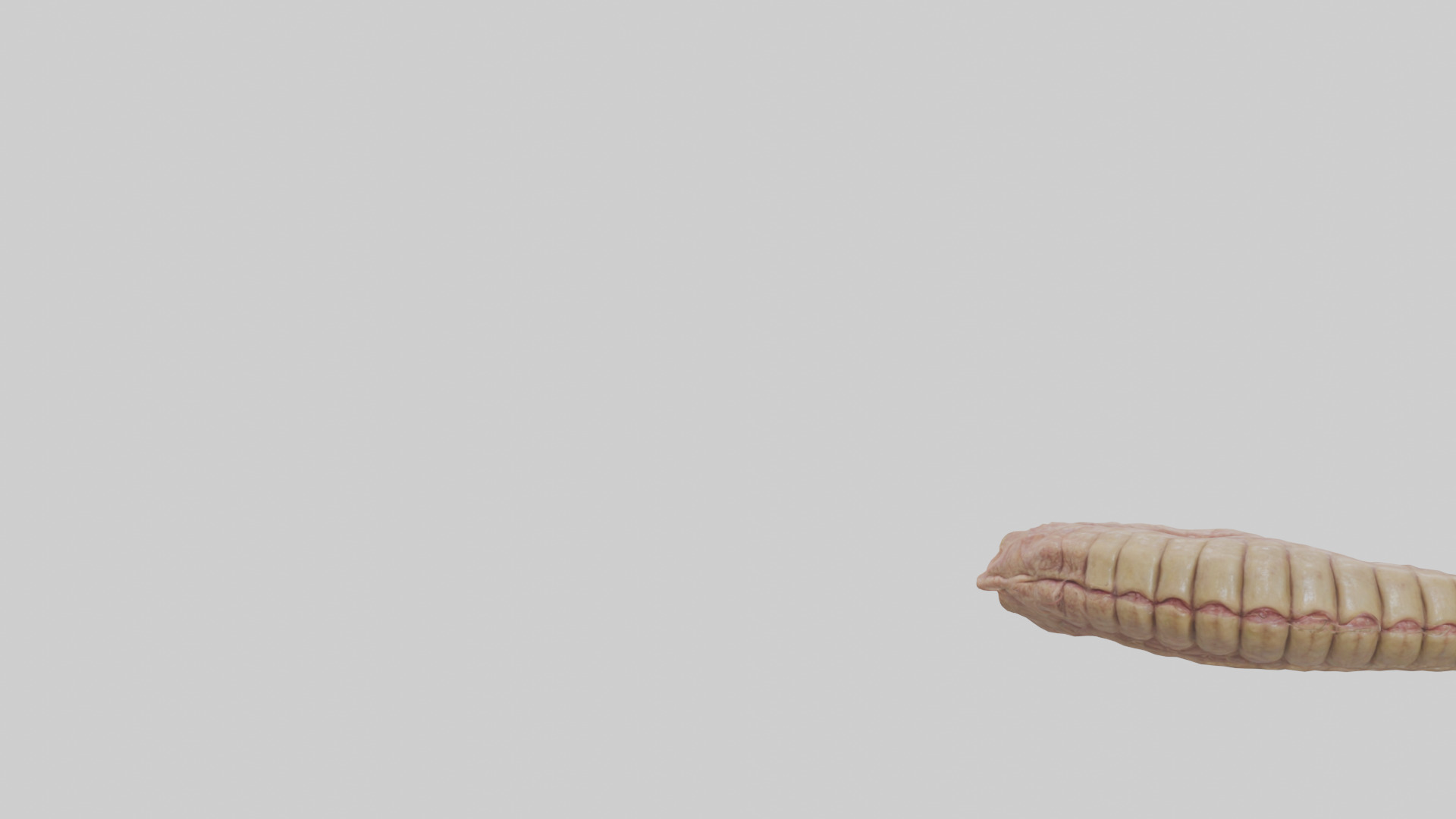 Crocodile Large Intestine Low-poly 3D model_22