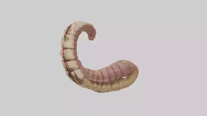 Crocodile Small Intestine