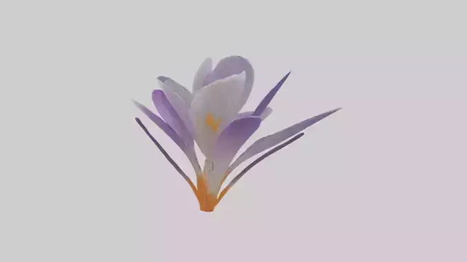 Crocus flower model Low-poly 3D model
