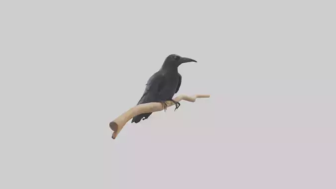 Crow perched model