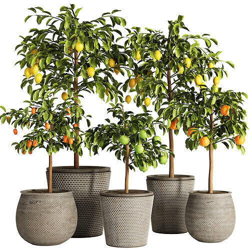 Indoor Plant Set58 - Fruit Plant 3D model