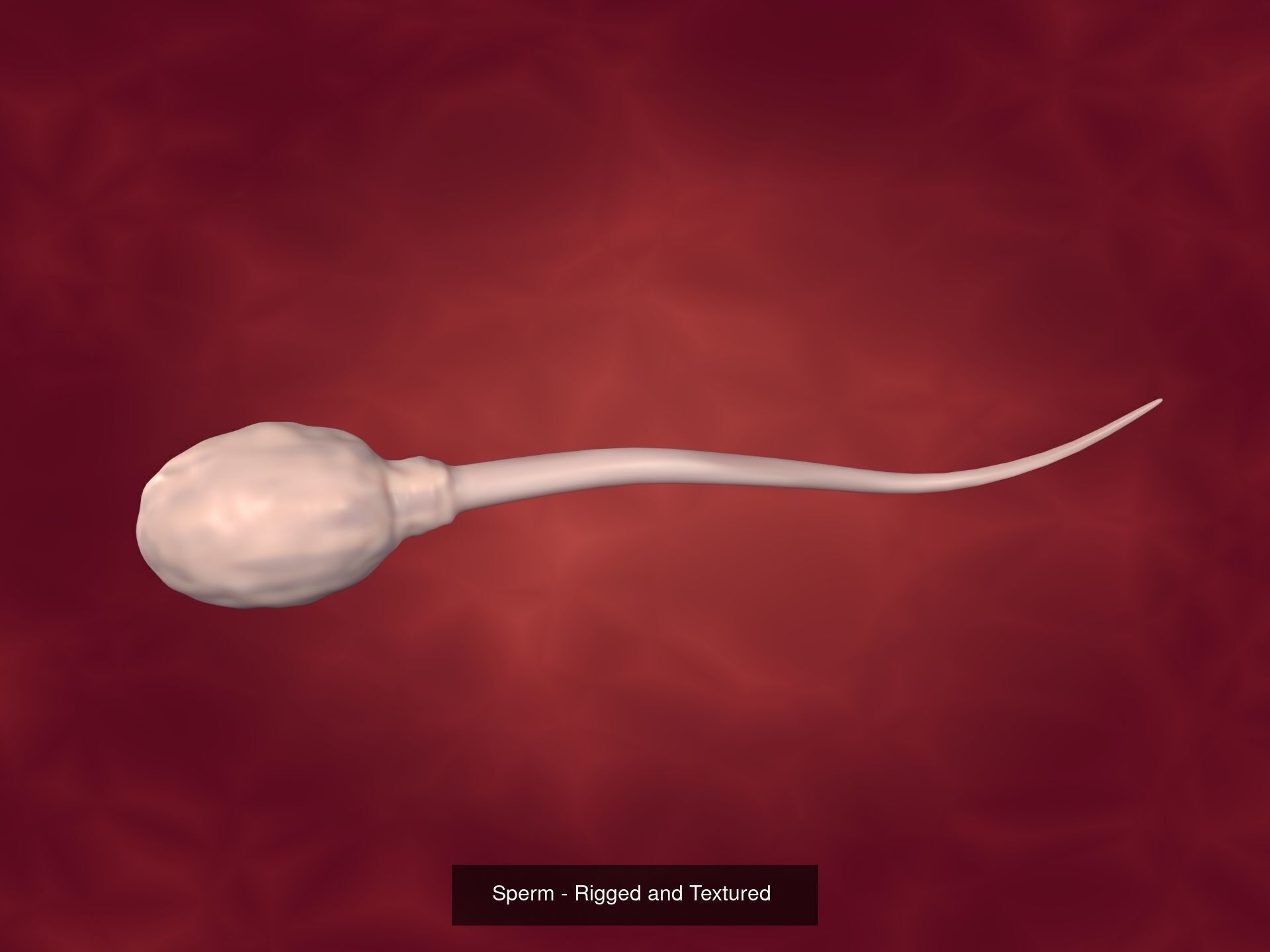Reproduction Systems - Sperm 3D Model Collection_3