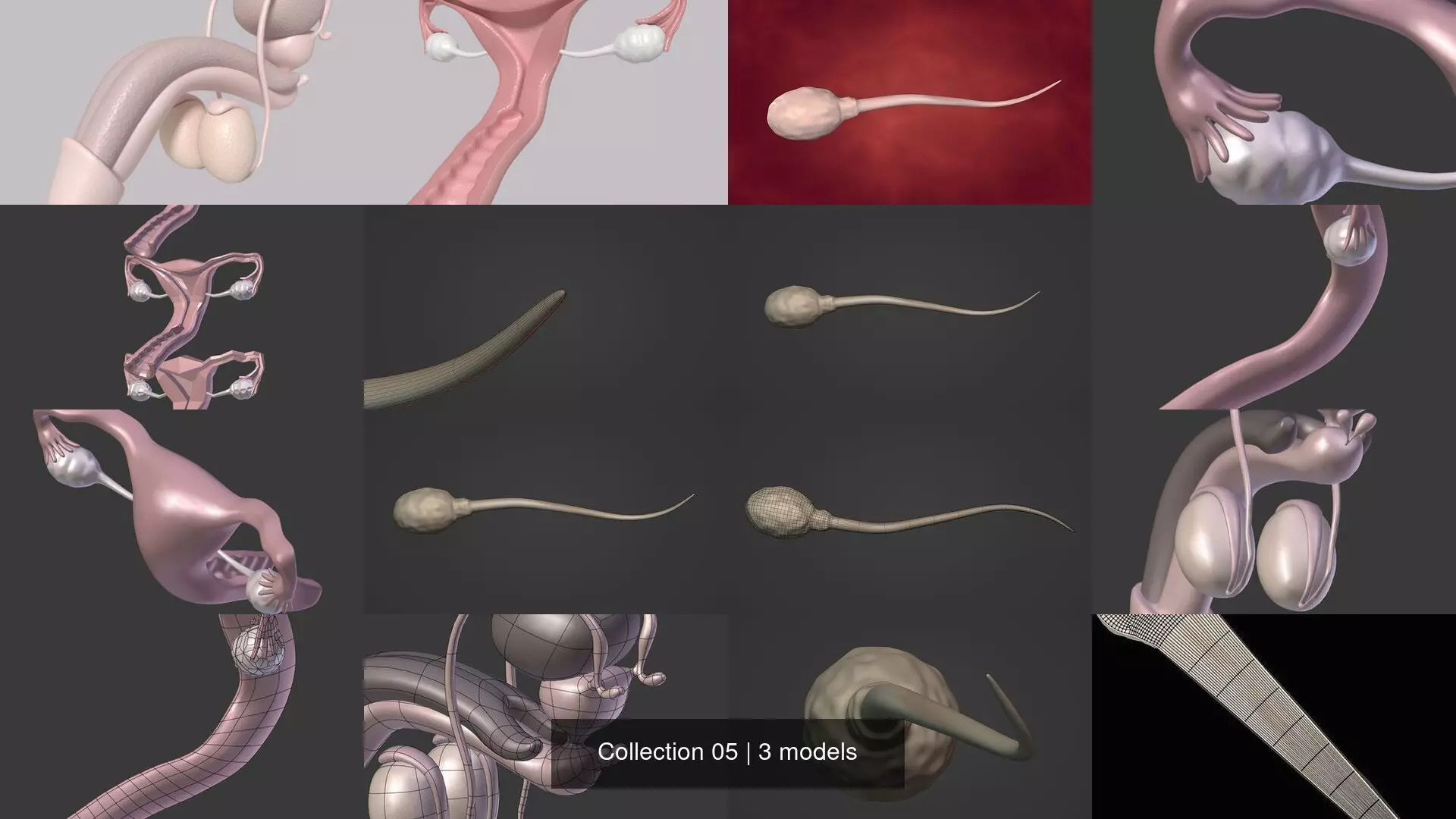 Reproduction Systems - Sperm 3D Model Collection_0