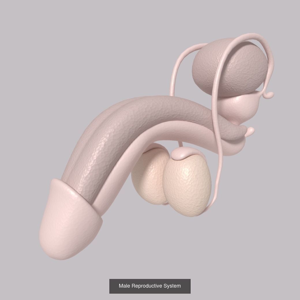Reproduction Systems - Sperm 3D Model Collection_1