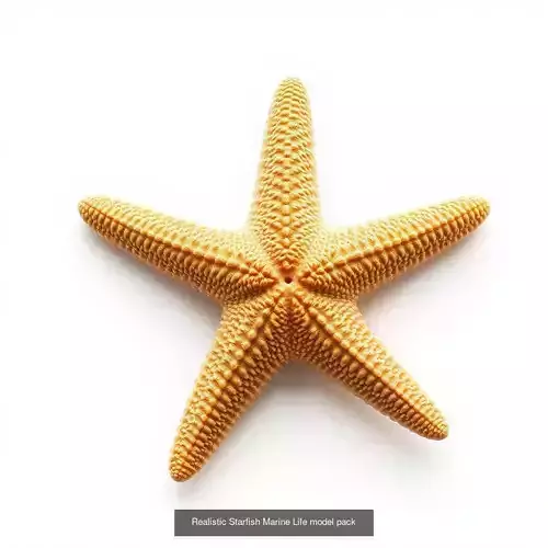 Oceanic Realism Collection 
