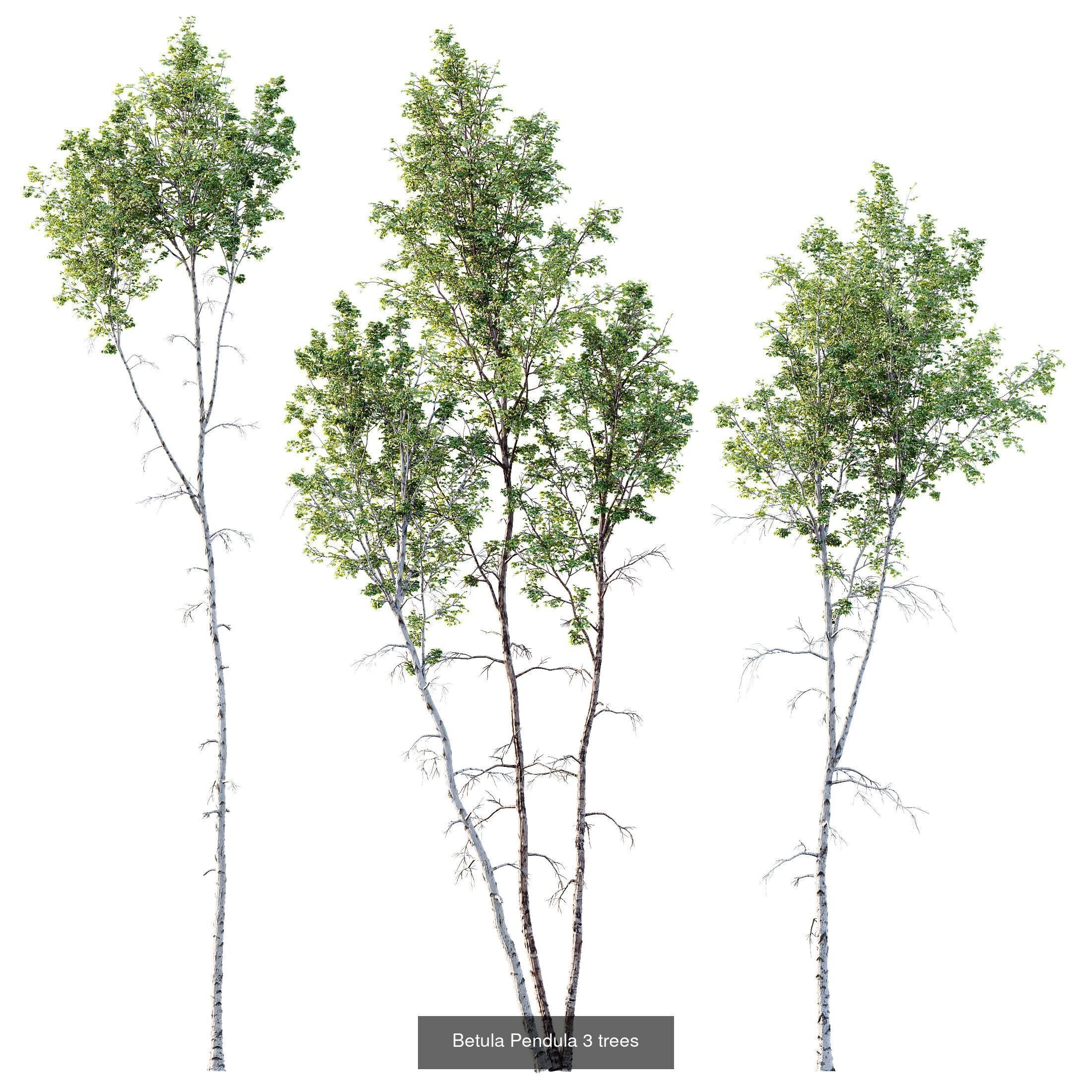 AV 10 different sets of spring trees 3D Model Collection_6