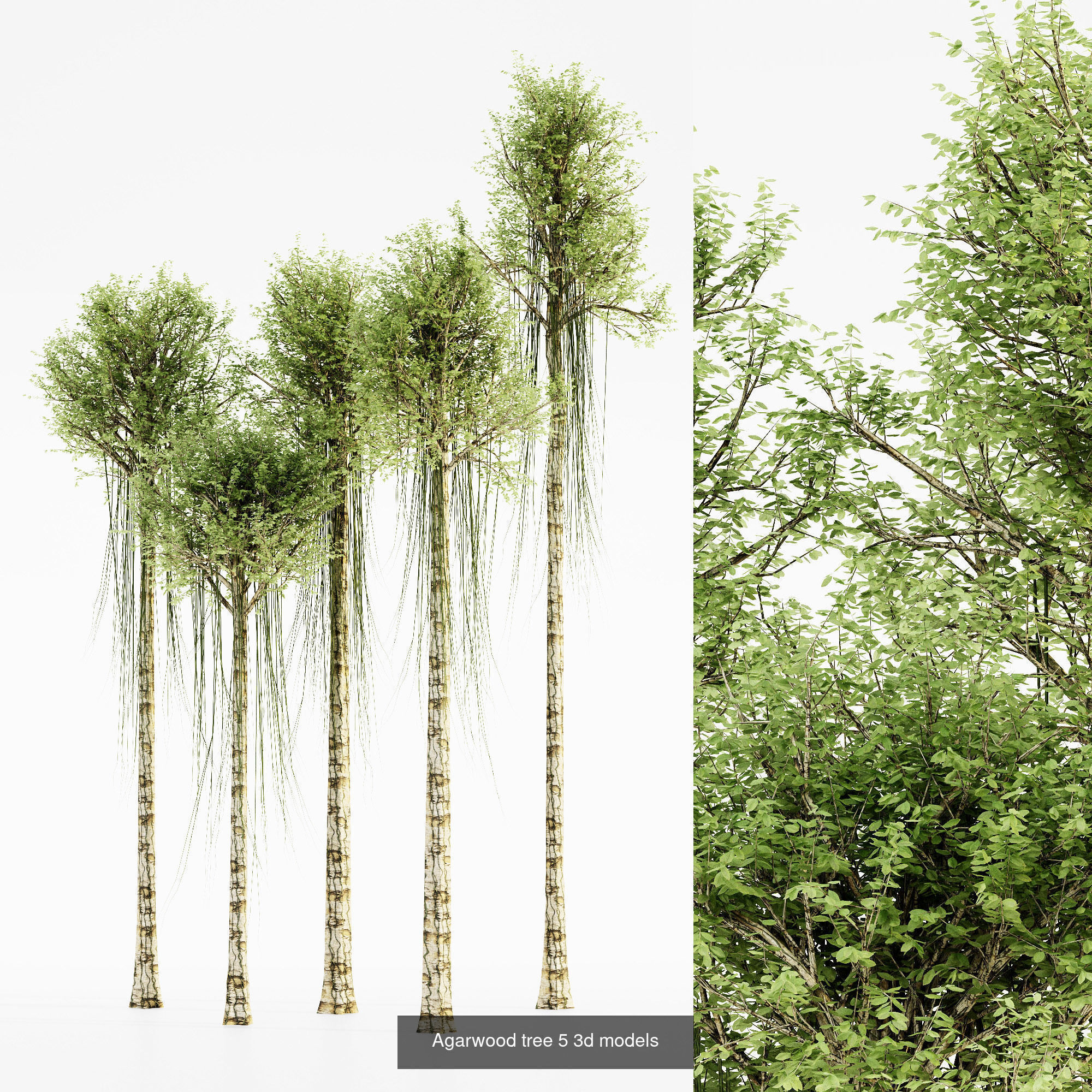 AV 10 different sets of spring trees 3D Model Collection_11