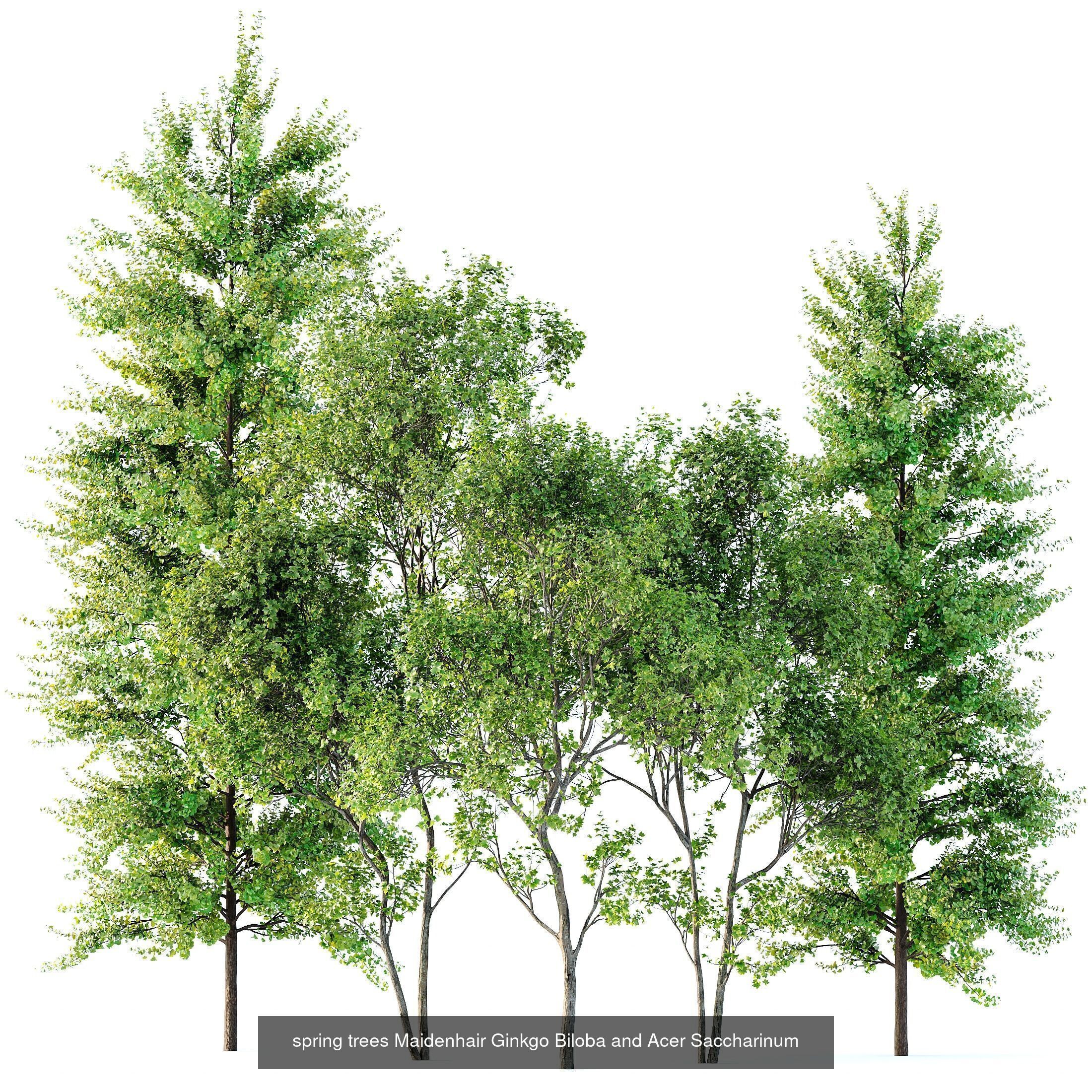 AV 10 different sets of spring trees 3D Model Collection_2