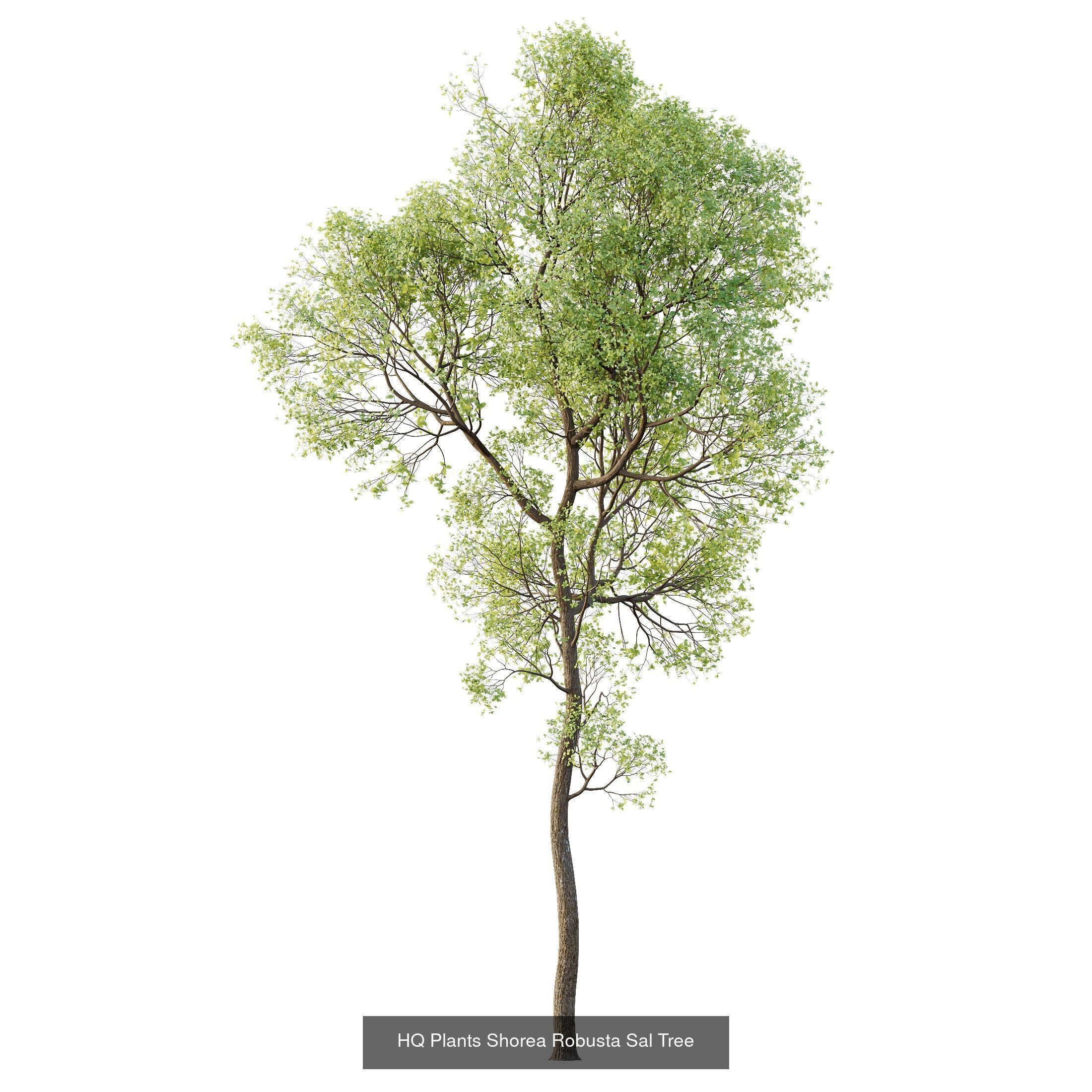 AV 10 different sets of spring trees 3D Model Collection_10