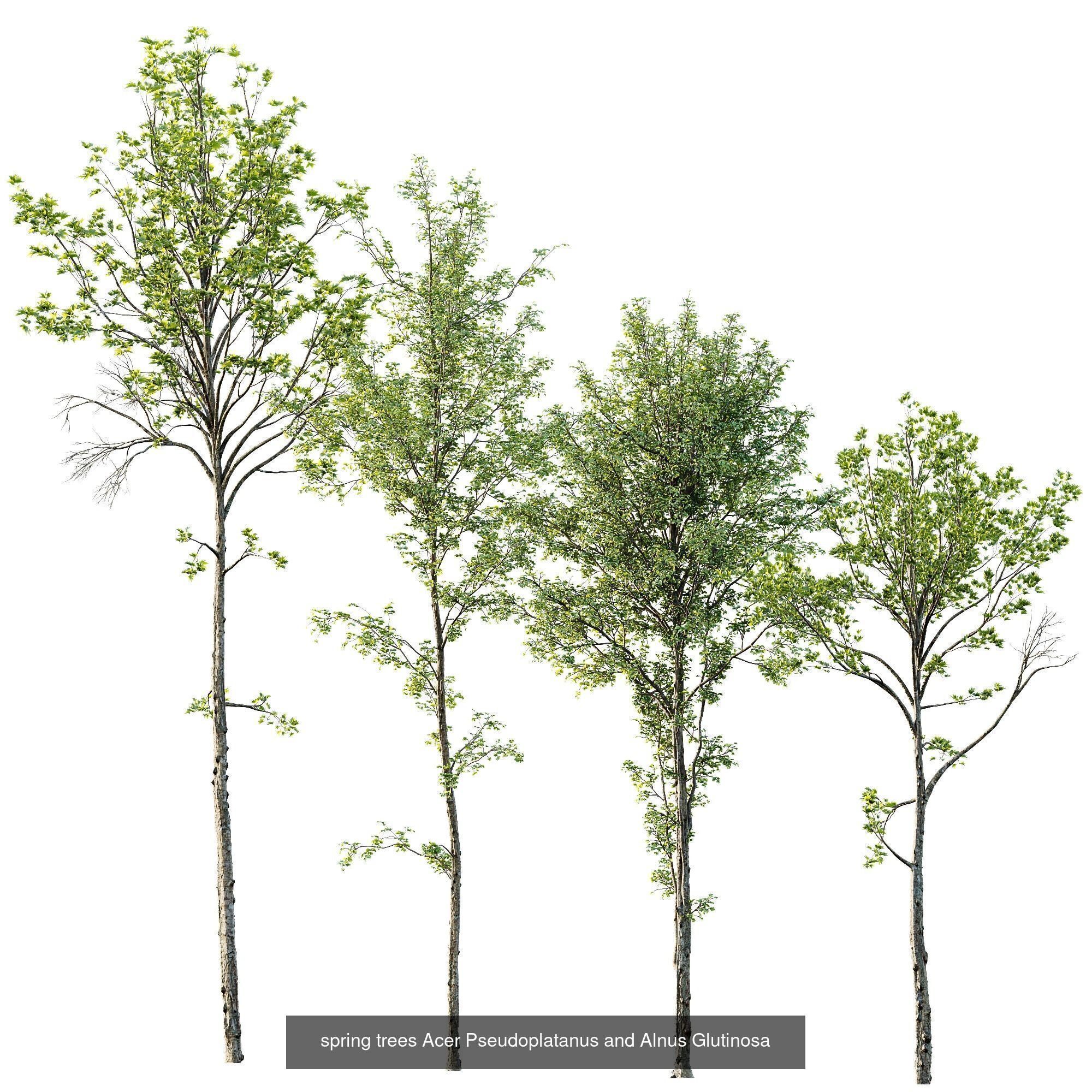 AV 10 different sets of spring trees 3D Model Collection_5