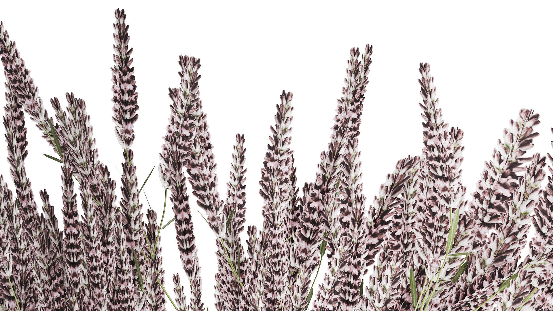 Bouquet Of Wild Flowers  With Lavender Sage 513 3D model_3
