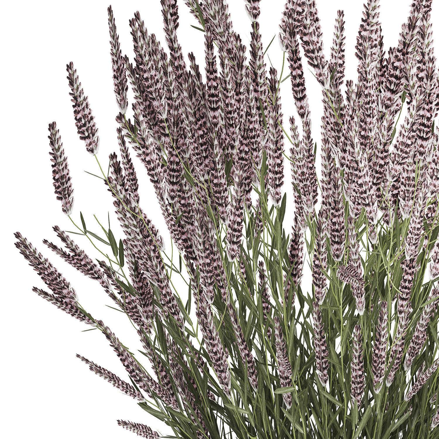 Bouquet Of Wild Flowers  With Lavender Sage 513 3D model_9