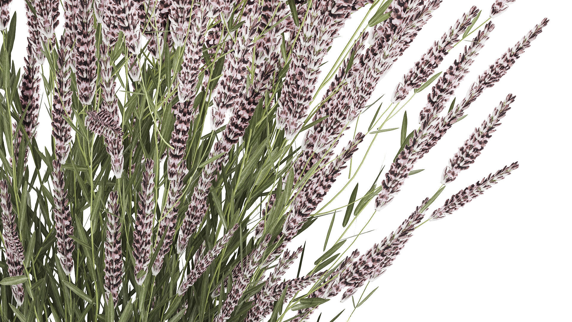 Bouquet Of Wild Flowers  With Lavender Sage 513 3D model_5