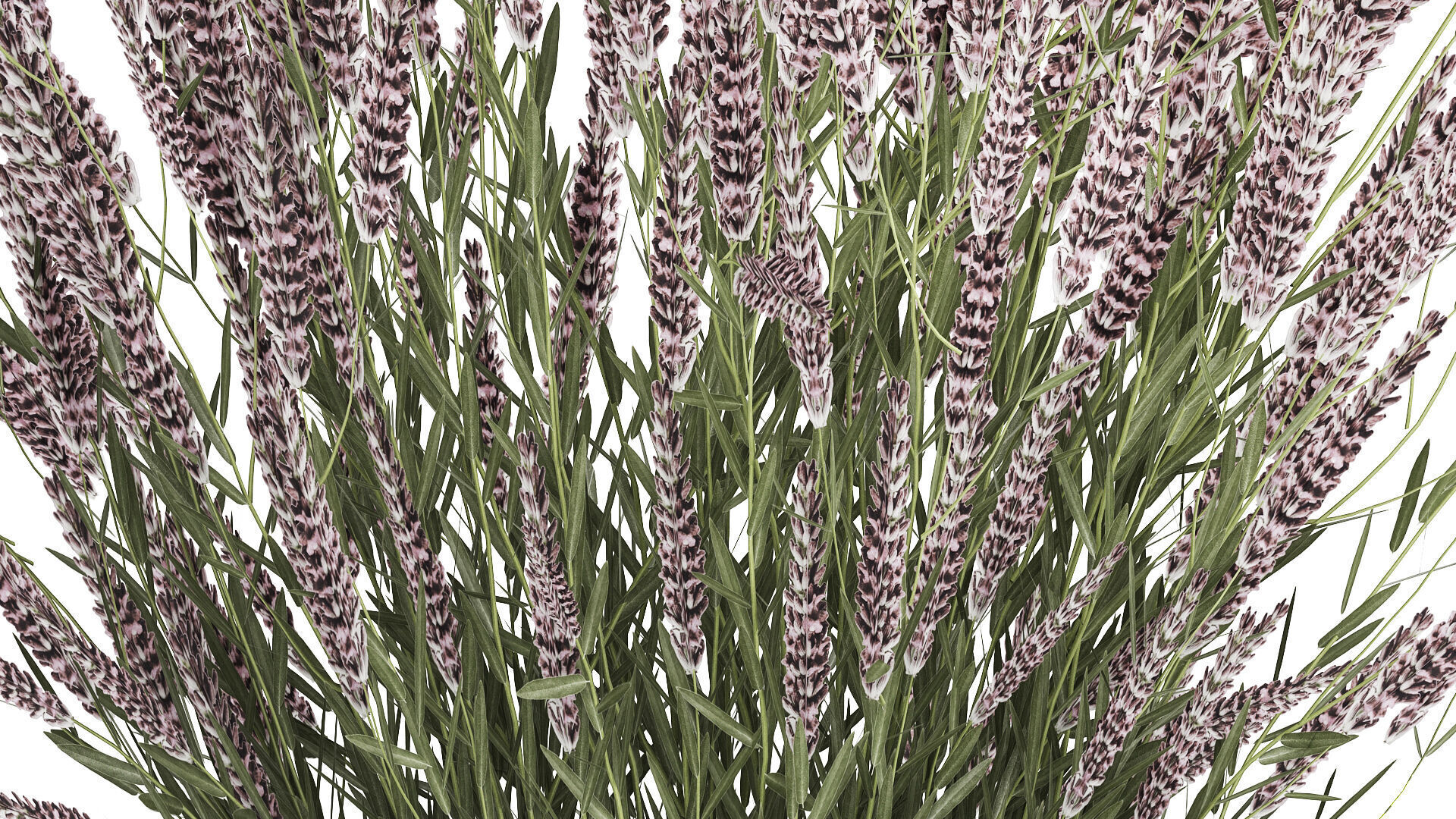 Bouquet Of Wild Flowers  With Lavender Sage 513 3D model_6