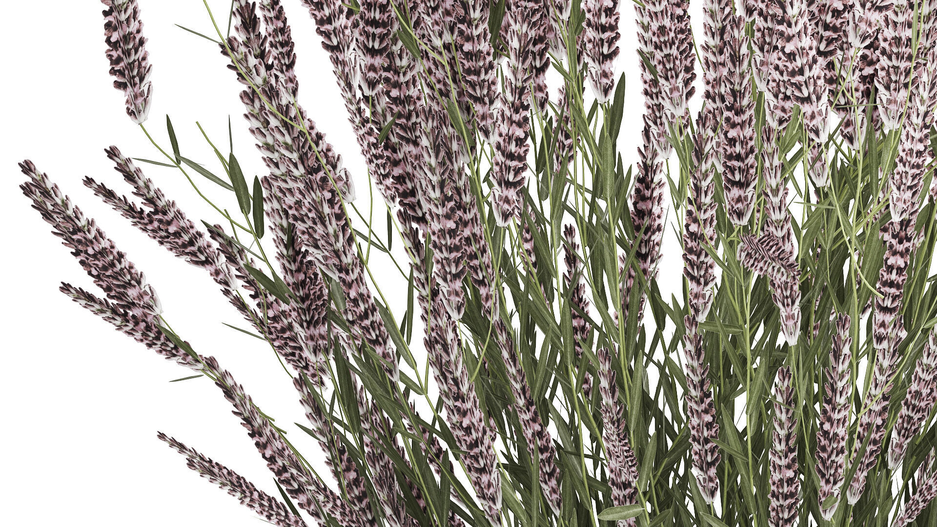 Bouquet Of Wild Flowers  With Lavender Sage 513 3D model_1