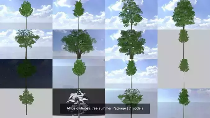 Alnus glutinosa tree summer Package 3D Model Collection