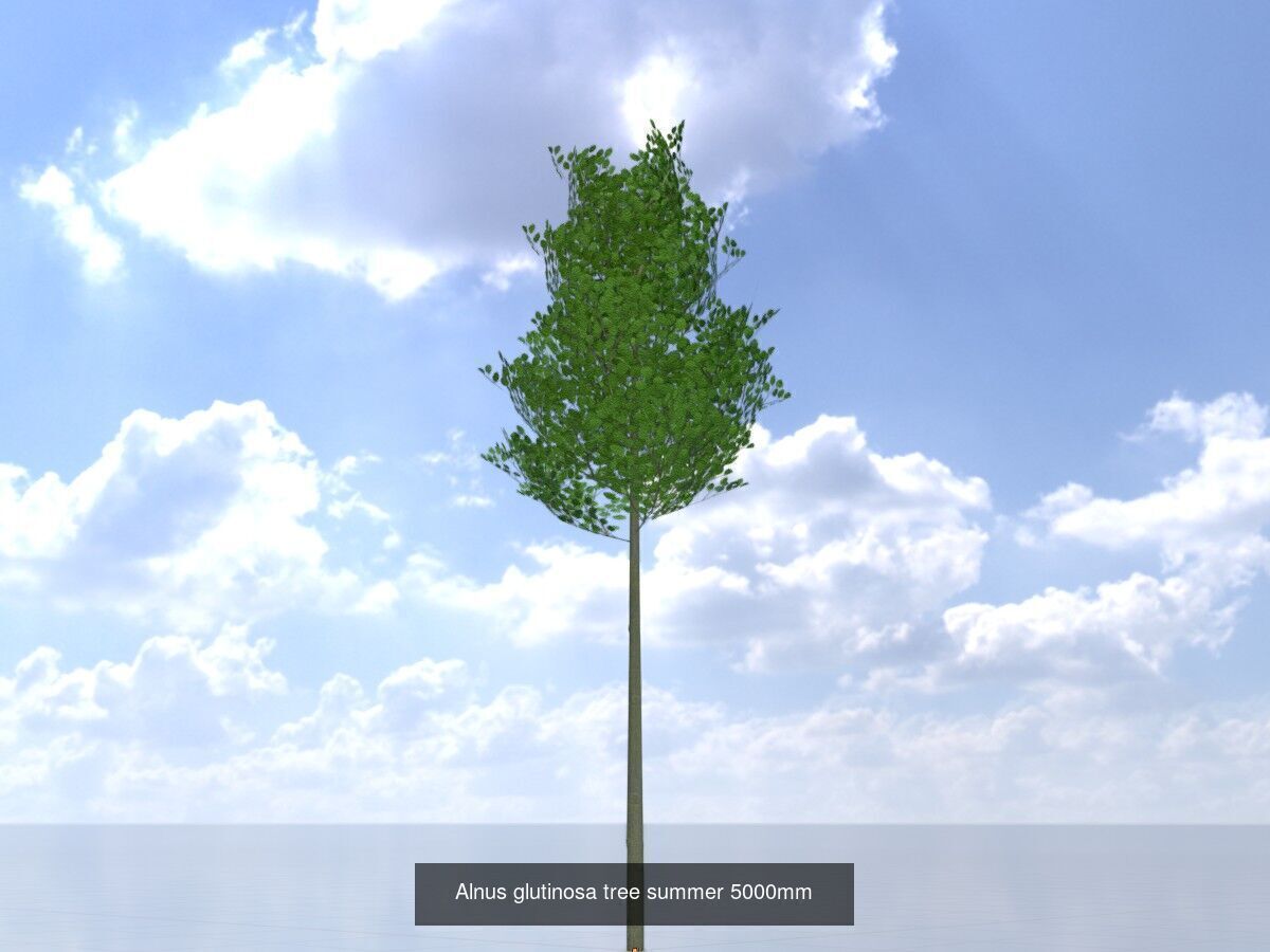 Alnus glutinosa tree summer Package 3D Model Collection_10