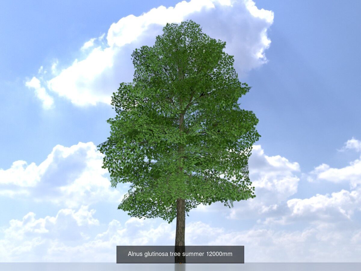 Alnus glutinosa tree summer Package 3D Model Collection_14