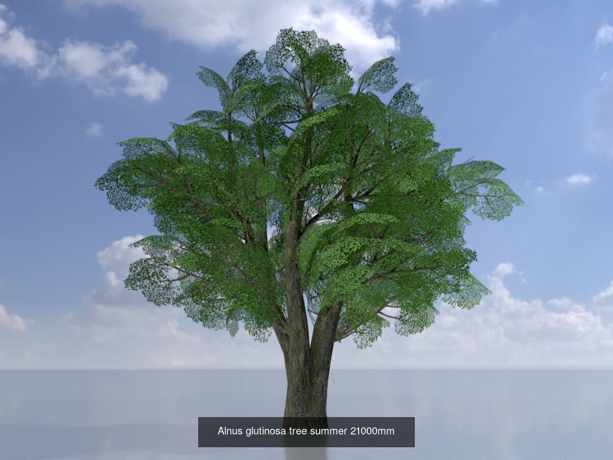 Alnus glutinosa tree summer Package 3D Model Collection_18