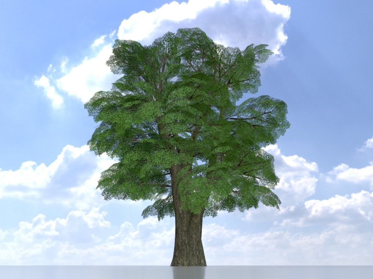 Alnus glutinosa tree summer Package 3D Model Collection_17