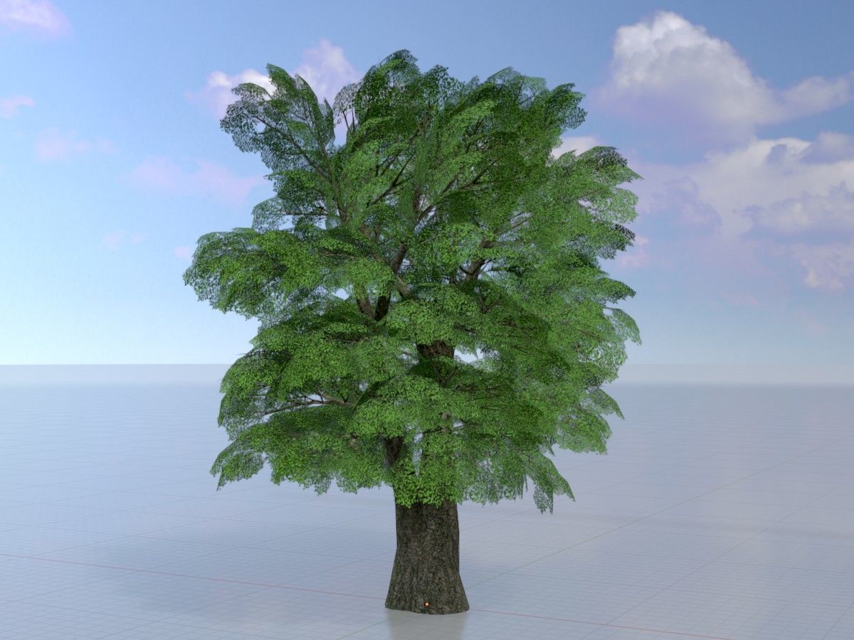 Alnus glutinosa tree summer Package 3D Model Collection_33