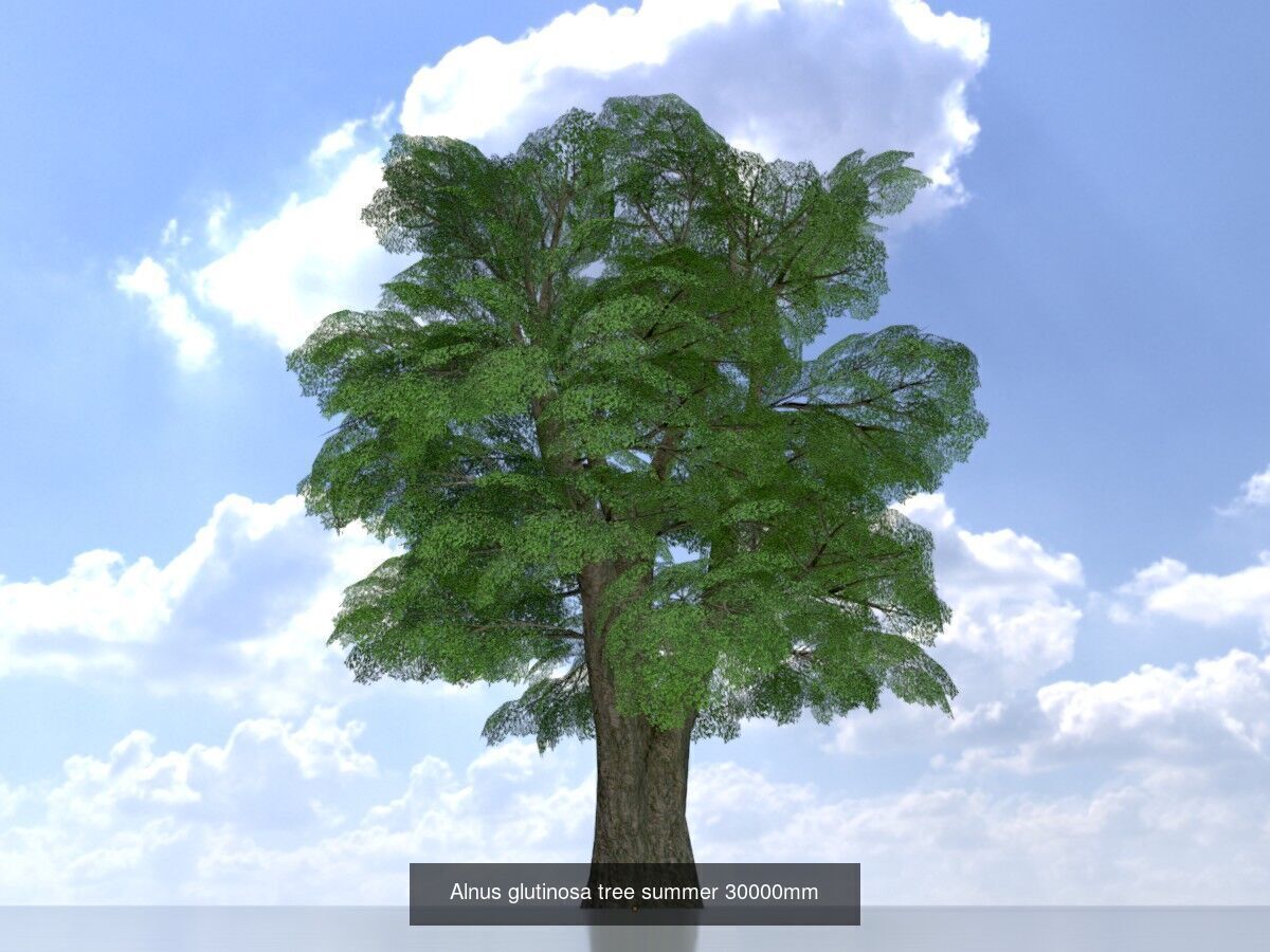 Alnus glutinosa tree summer Package 3D Model Collection_20