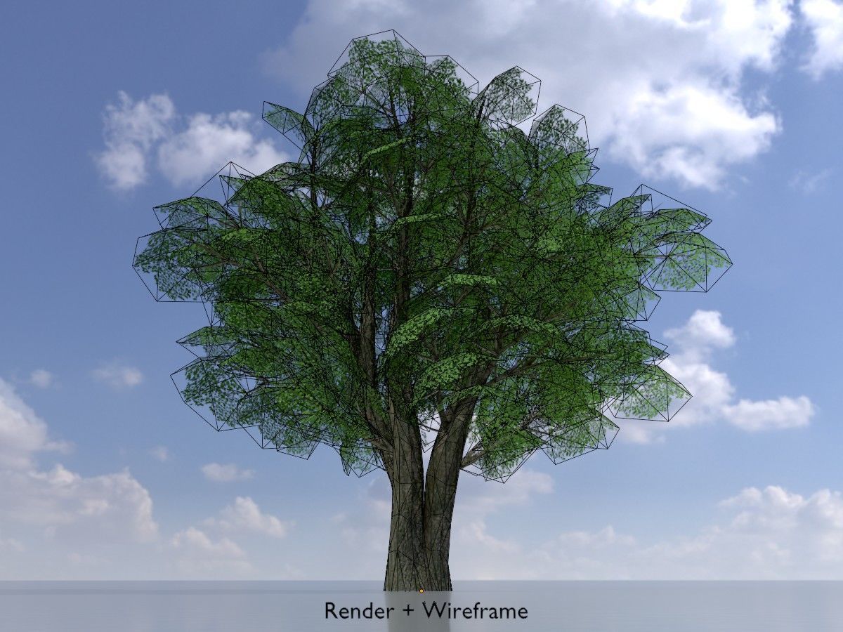 Alnus glutinosa tree summer Package 3D Model Collection_53