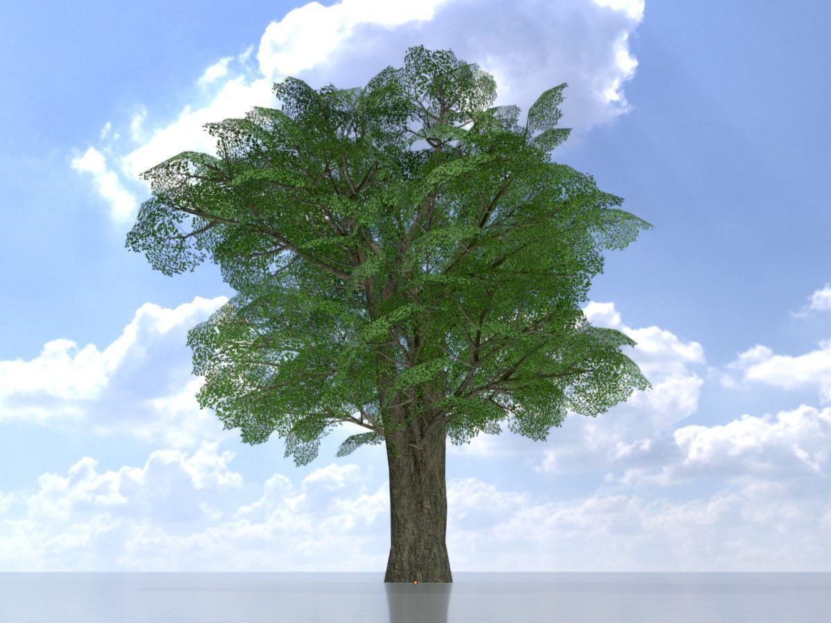 Alnus glutinosa tree summer Package 3D Model Collection_15