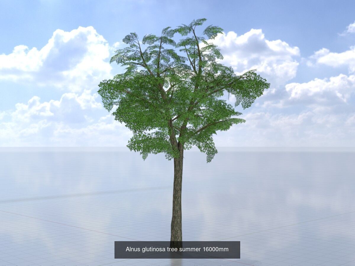 Alnus glutinosa tree summer Package 3D Model Collection_16