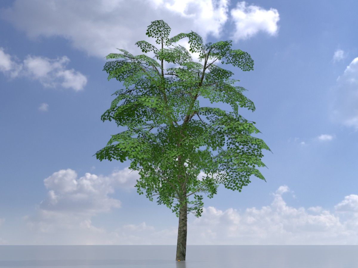 Alnus glutinosa tree summer Package 3D Model Collection_28