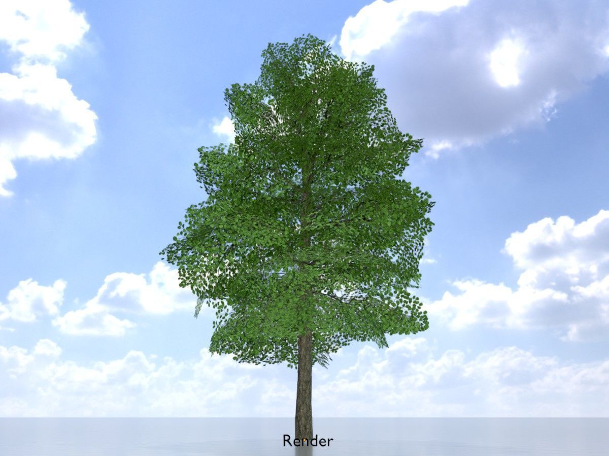 Alnus glutinosa tree summer Package 3D Model Collection_99