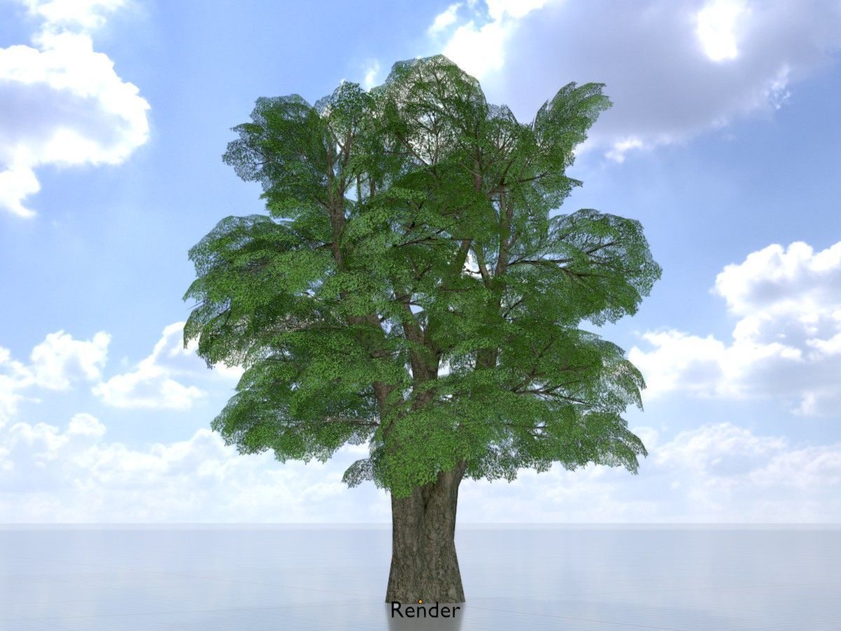 Alnus glutinosa tree summer Package 3D Model Collection_103