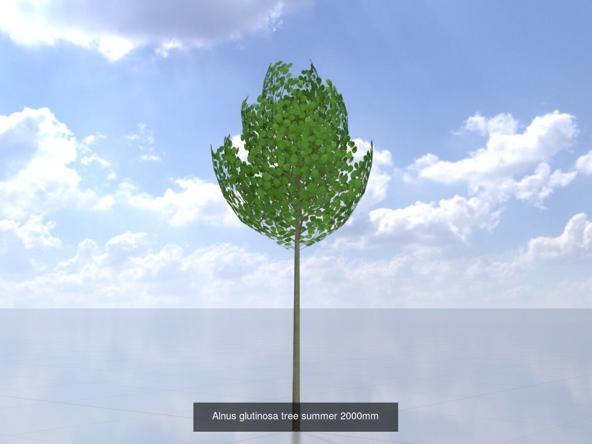 Alnus glutinosa tree summer Package 3D Model Collection_8