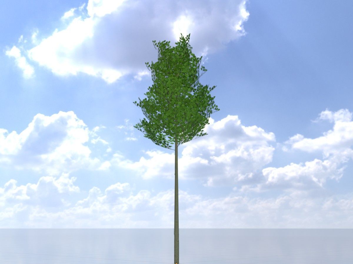 Alnus glutinosa tree summer Package 3D Model Collection_19