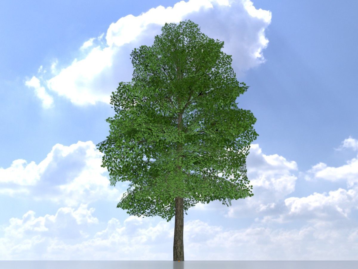 Alnus glutinosa tree summer Package 3D Model Collection_9