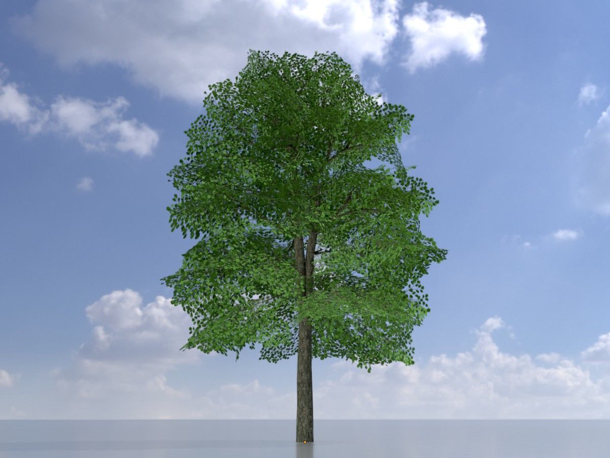 Alnus glutinosa tree summer Package 3D Model Collection_22