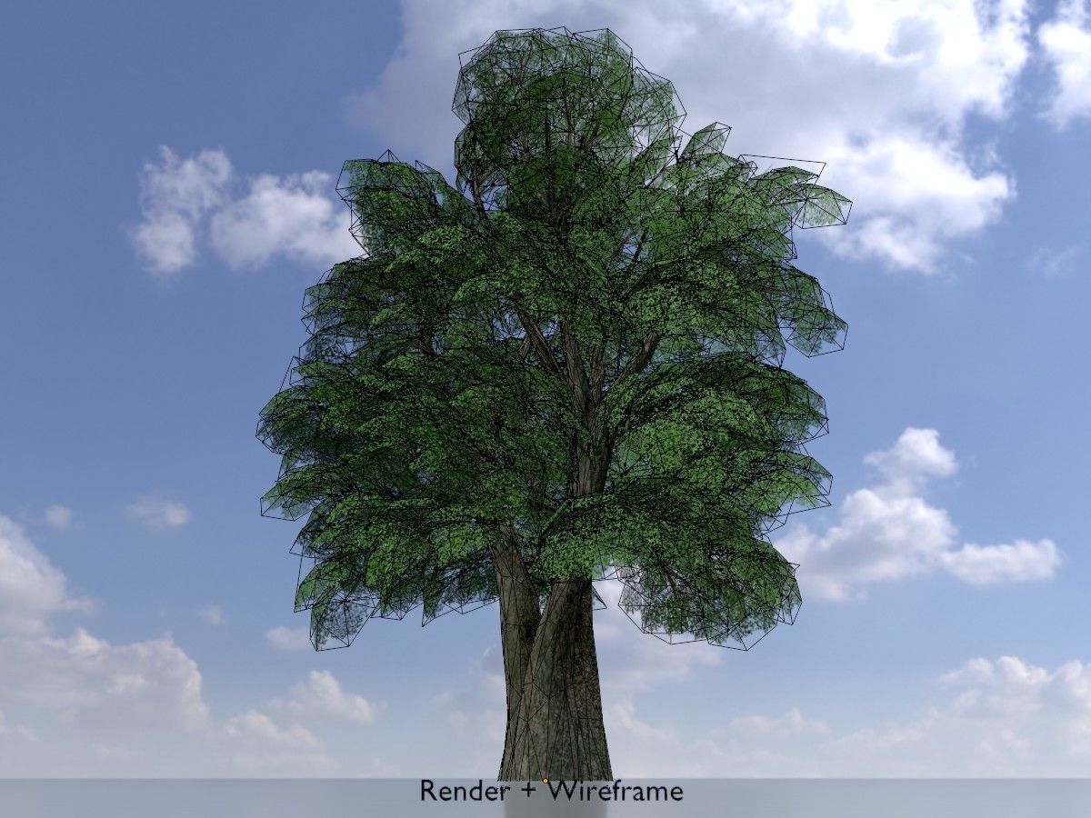 Alnus glutinosa tree summer Package 3D Model Collection_54