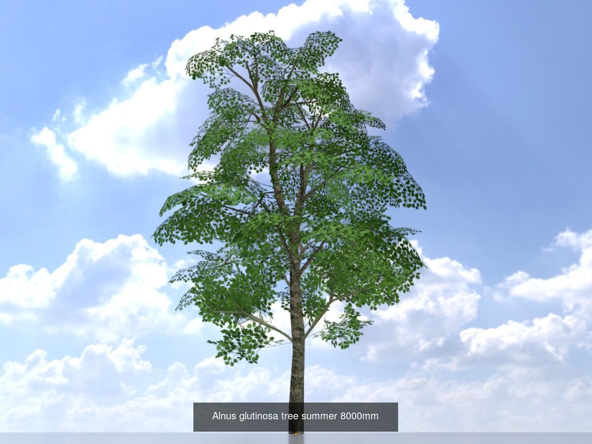 Alnus glutinosa tree summer Package 3D Model Collection_12