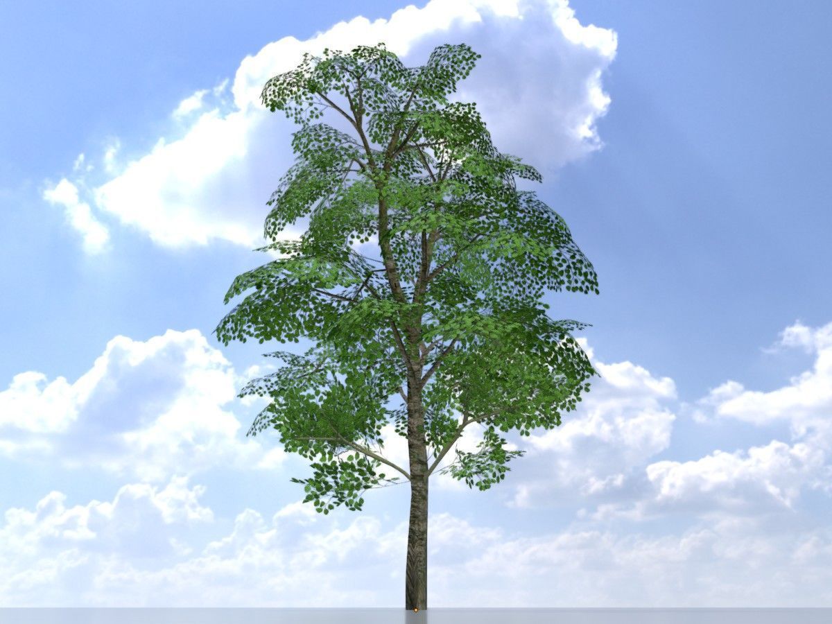 Alnus glutinosa tree summer Package 3D Model Collection_21