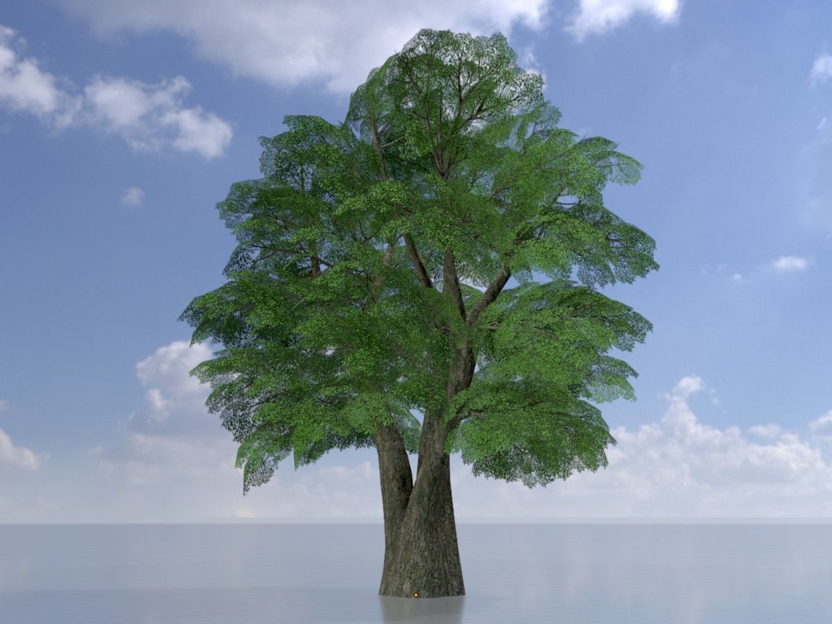 Alnus glutinosa tree summer Package 3D Model Collection_26