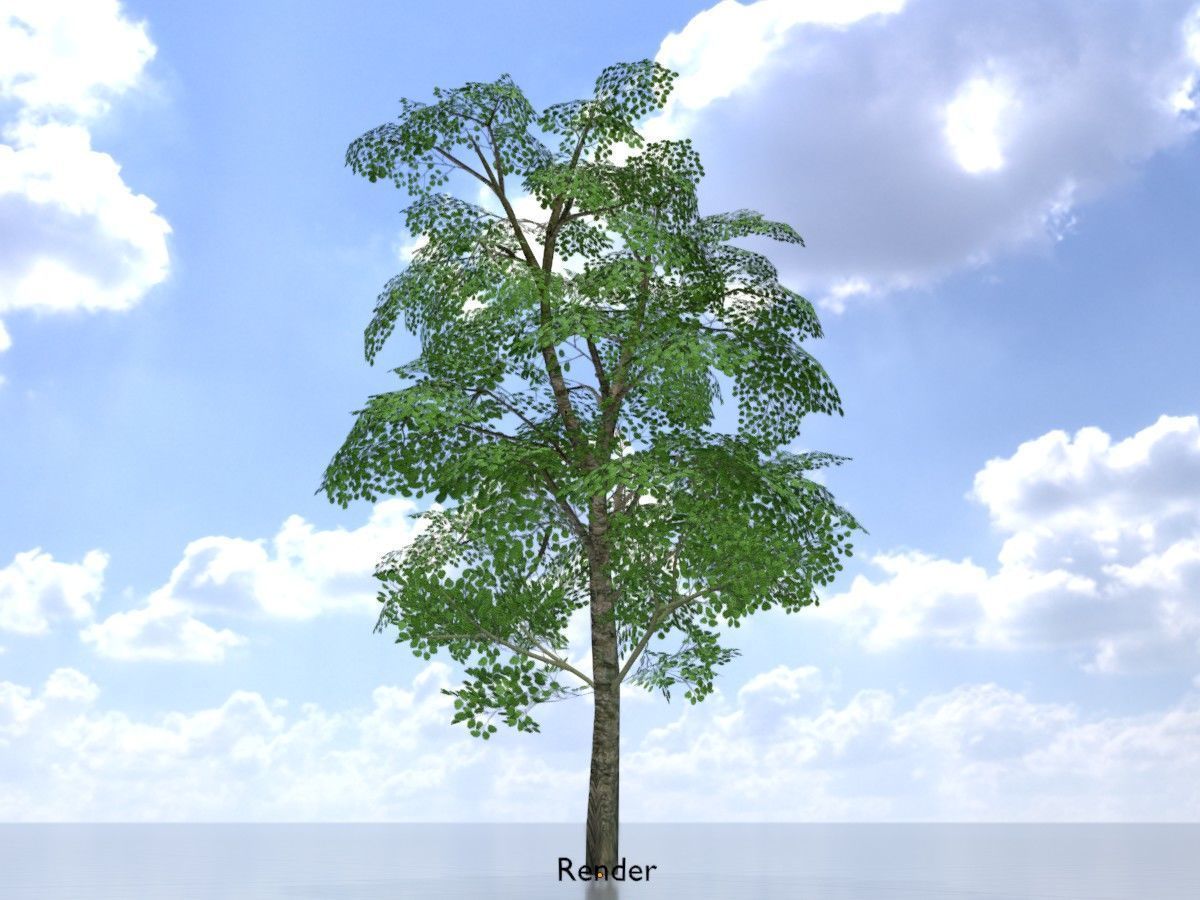 Alnus glutinosa tree summer Package 3D Model Collection_105