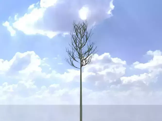 Alnus glutinosa tree winter 5000mm Low-poly 3D model