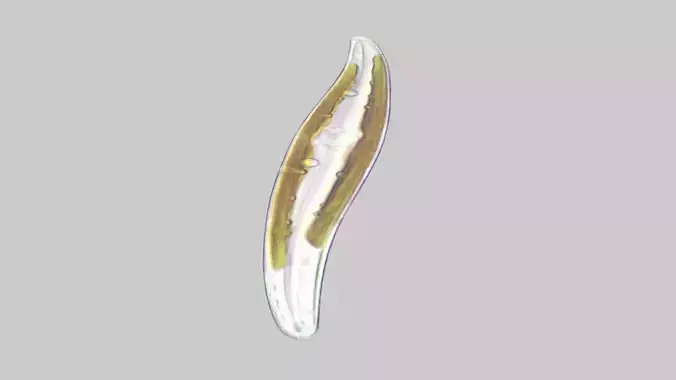 Pennate Diatom