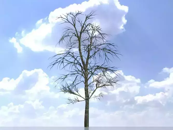 Alnus glutinosa tree winter 8000mm Low-poly 3D model