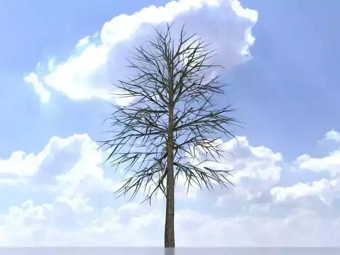 Alnus glutinosa tree winter 12000mm Low-poly 3D model
