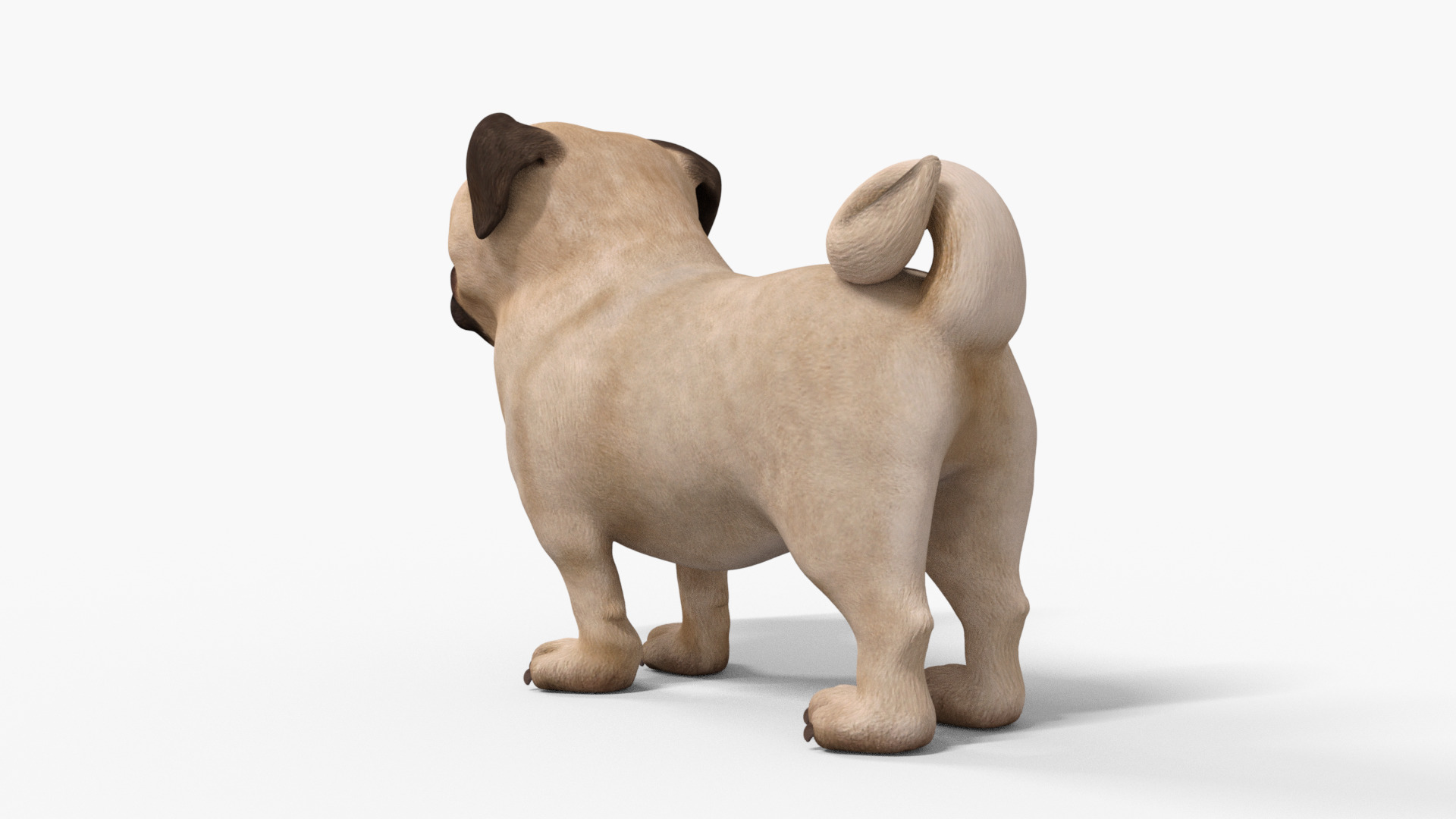 Pug Dog Toon Rigged Low-poly 3D model_5