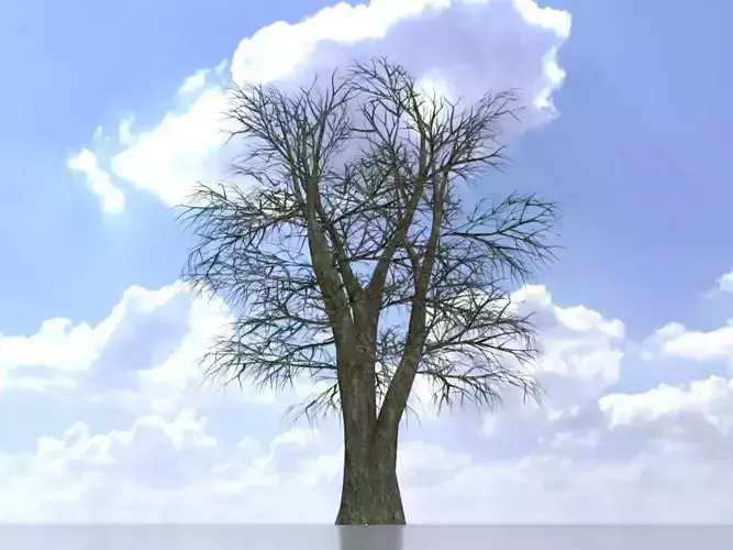 Alnus glutinosa tree winter 30000mm Low-poly 3D model