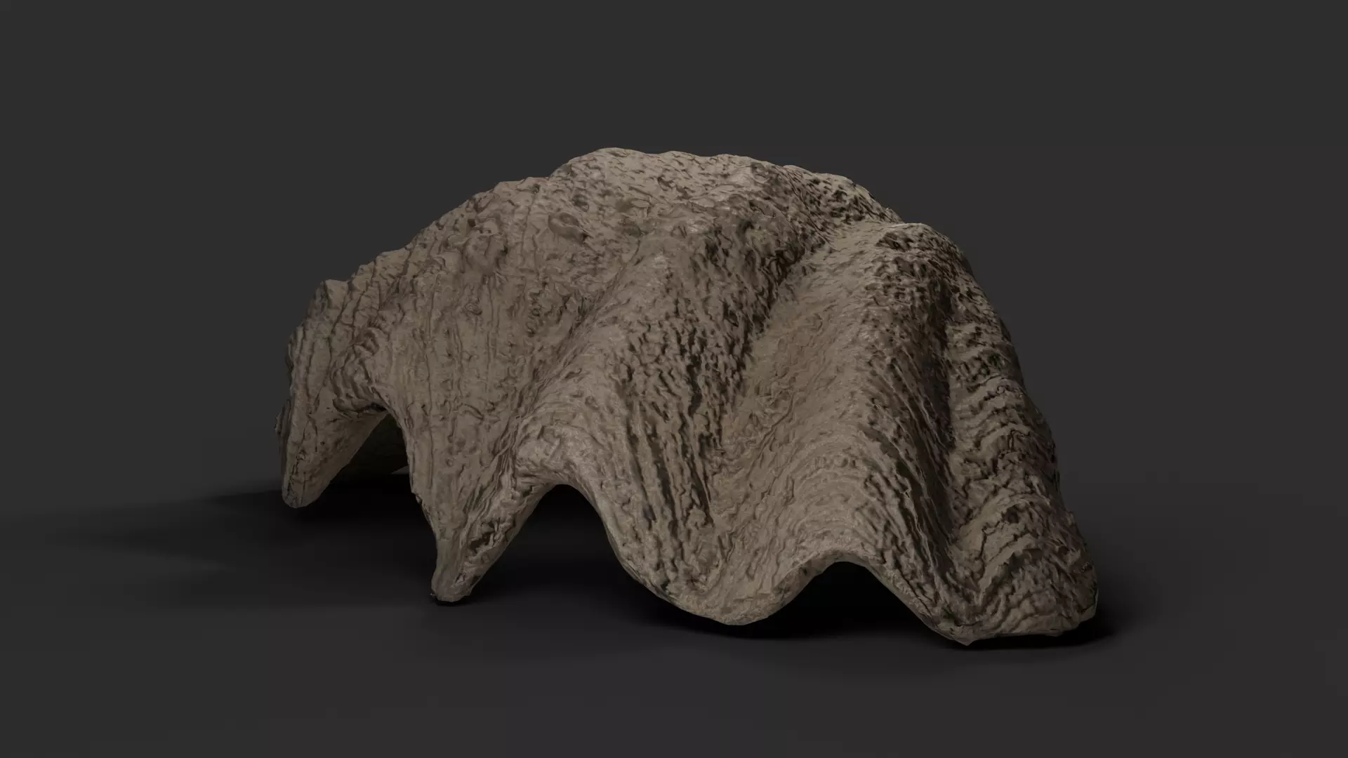 Giant fluted clam shell 3D model