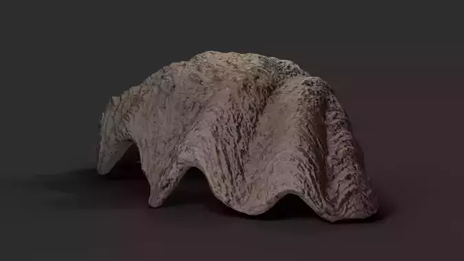 Giant fluted clam shell